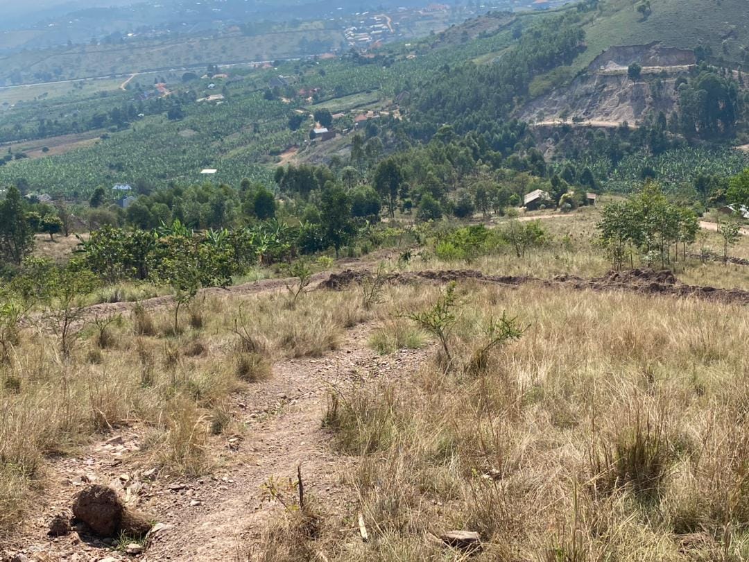Africus City View